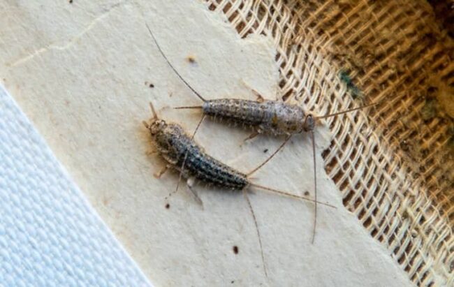 Silberfische Bekämpfen