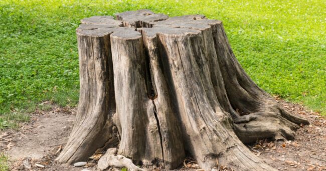Stump Removal South Yorkshire